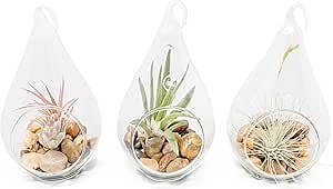 Air Plant Shop Set of 3 Airy Teardrop Terrariums with Flat Bottoms - Wholesale and Bulk - Succulents - Live Tillandsia - Easy Care Indoor and Outdoor House Plants