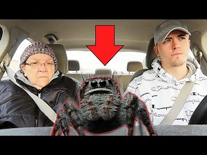 SPIDER IN CAR PRANK ON GRANDMA!