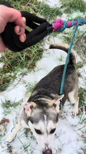 the girls making giant 'wolf paw prints' #doggielife