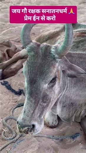 जय गौ सेवा माता #cowlover #trending #viralvideo
