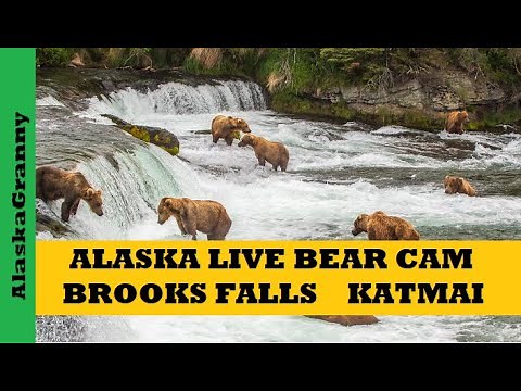 Alaska Brown Bears Live Bear Cam - Brooks Falls Katmai Bear Cam Alaska
