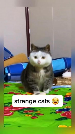 Unique pattern 2.0 😻😻😻 | Purrfect Clips