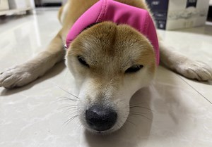 Snfy Dog Calming Hoodie - No Shake Ear Wraps for Dogs, Anxiety Relief & Noise Protection, Water Resistant Pet Ear Cover Muffs for Firework, Grooming, Thunderstorms, Swimming, Bathing-Red-S - Walmart.com