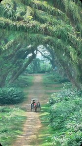 2.5K views · 16K reactions | De Djawatan magic forest in Indonesia, East Java - Banyuwangi #indonesia #java #dedjawatan #dedjawatanforest #banyuwangi | Daniel Kordan | Facebook