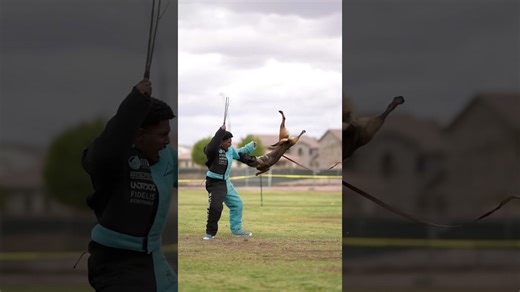 A Belgian Malinois undergoes an intense PSA courage test