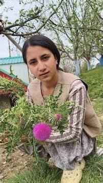 Thorny plant of the mountains. Thistle plant benefits 🌵☘️#minivlog #sonukhanta #villagelife