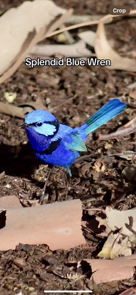 Observa al Espléndido Wren Azul en Australia