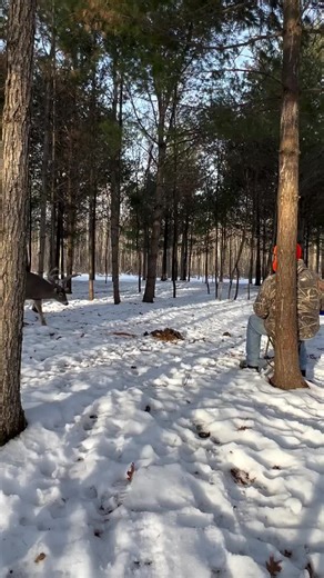 Lukehawk (@lukehawkk)’s videos with Maple Tree - Paul Alan Morris