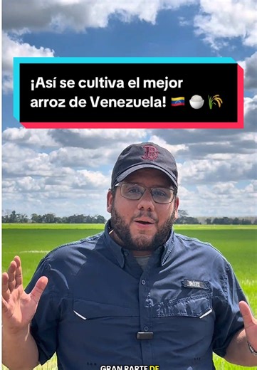 El proceso de cultivo del arroz en Portuguesa