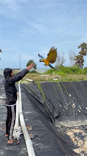 flying macaws on the beach #freefly