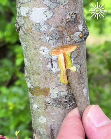 Grafting secrets revealed with this tip