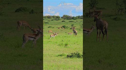 Beautiful Antelopes Grace the Serengeti Scenery