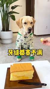 This dog never forgets a grudge, not easy to mess with… 😠🐶 | Hot-tempered dog