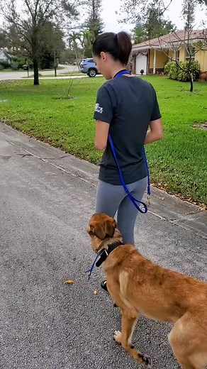 58K views · 2.4K reactions | Go home training with owner and 6 month old #malinoisxgsd #malinois #malinoispuppy #malinoislovers #malinoisdog #training #dog #doglover #dogtips #dogtrainingtricks #dogtraining #dogtrainer #fyp | Pet Dogs | Facebook