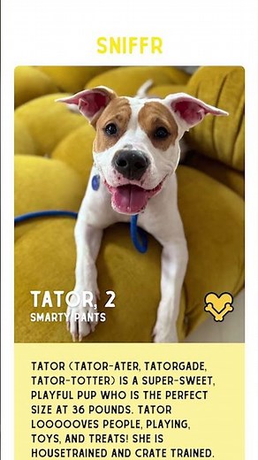 Adopt a Shelter Pet Day With Muddy Paws Rescue! 🥰