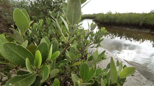 Thousands of animals and plants call the Indian River Lagoon home. Here are just a few.