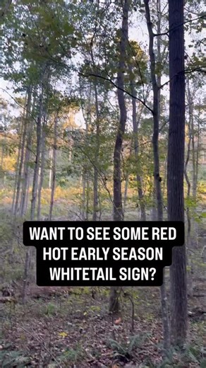 Greg Kazmierski | Whitetail Habitat & Land Specialist on Instagram: "With early season whitetail hunting I’ve always found that you are either surrounded by deer with sign everywhere, or in a complete ghost town. With the early season being the start of bucks leaving sign in the woods for the fall, I love burning some boot leather and finding that RED HOT sign that makes it impossible to ignore a buck using an area Here we have a nice little transition zone (creek bottom) between a hot food sour