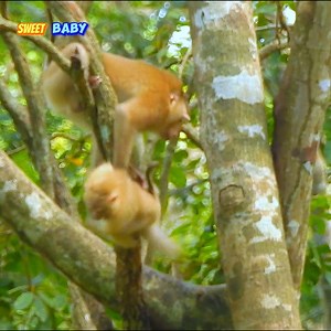 59K views · 1K reactions | sad sad younger pregnant monkey was attack till fell from tree by male Thom #sweetbaby | Sweet Baby | Facebook