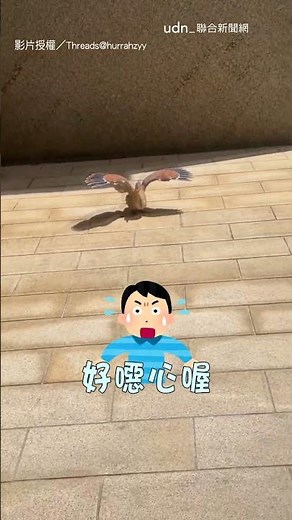【烤地瓜】一早撞見地瓜鳥曬太陽 展翅姿勢嚇醒秒逃｜地瓜鳥｜黑冠麻鷺