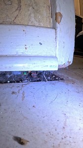 8.4K views · 29 reactions | Watch this foundation come back to life!  As we lift the house, you can see the gap between the wall and floor close — a clear sign the structure is returning to level. Each steel pier is doing its job, bringing stability back inch by inch. #FoundationRepair #HouseLeveling | IFIX Construction | Facebook