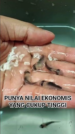 COBA BUDIDAYA IKAN CORYDORAS ADOLFOI YUK !!! #aquarium #corydoras #corydorasadolfoi #aquascape #fyp