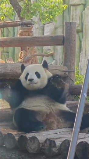 大熊猫暖暖邀请你一起跳舞吧 #大熊猫云川 #国宝熊猫 #国宝大熊猫 #大熊猫暖暖 #大熊猫渝可渝爱