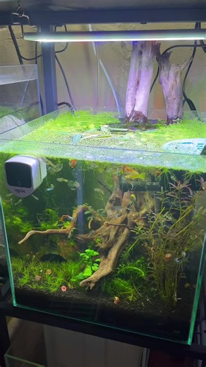 Best UV Filter for Your Aquarium