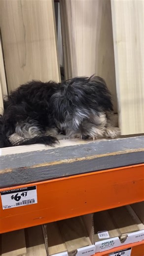 snaggletoothpotato (@snaggletoothpotato)’s videos with original sound - snaggletoothpotato