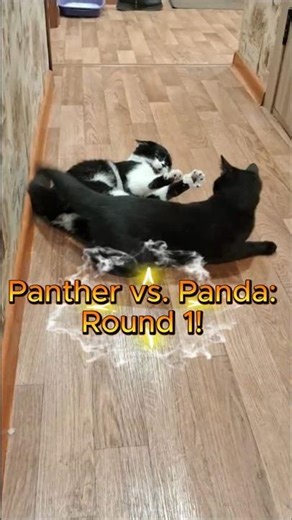 Black Panther vs. Kung Fu Panda: The Home Rematch! 🐈‍⬛🐼🥊