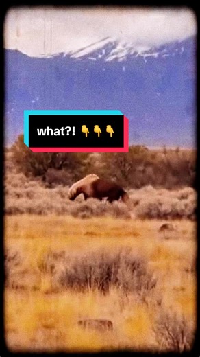 previously lost footage of extremely large hyena like alien creature caught on film in Japan mountain range during couples hike film dated 1999 real or hoax? #japan #hyena #cryptid #alien #scary