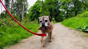 67 reactions · 5 comments | Pip finds a ball and walks all the way back to the car with it in her mouth. She’s happy! | Dog Behaviourist - Nick Jones MA | Facebook