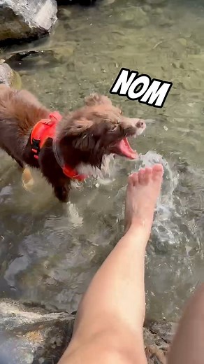 Splash splash splash 💦! #dog #dogsofinstagram #dogs #dogstagram #love #doglover #dogoftheday #ilovemydog #doglovers #doglife #instagood #lovedogs #instagram #dogsofig #mydog #doglove #instadog #cutedog #instadaily #dogslife #happydog #cutedogs #lovemydog #photooftheday#dogphotography #doggie #cute #dogdad #animals #fun | Lifeof Almond