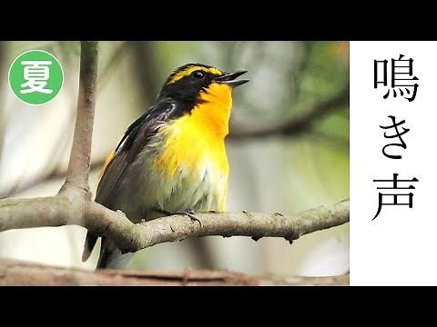 キビタキの鳴き声（さえずり・地鳴き・喧嘩）