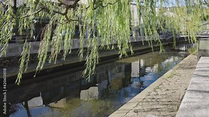 Willows and Canals of Kinosaki Onsen, Wind blowing through the vines at sunset