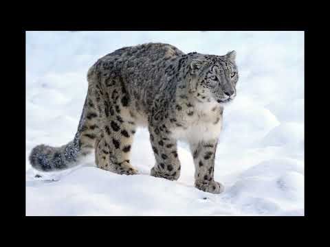 Sound Effects - Snow Leopard