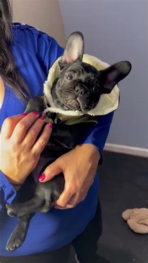 Meet Baby Buffett – AKC French Bulldog Puppy with Champion Bloodlines #frenchies #puppy #PuppyLove
