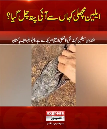 ایلین مچھلی کہاں سے آئی پتہ چل گیا؟ #ExpressNews #BreakingNews #LatestNews #LatestUpdates #News #Viral #alien | Express News
