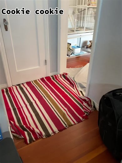 The blankets are on the floor because Groot has been picking at the hardwood 😅 but here’s the cookie song…Groot’s fave song to sing. #foryou #fyp #cookiesong #cookies #cuteanimals #cutebird #parrot #cockatiel #talkingparrot #talkingbird #cockatielsoftiktoc #groot #iamgroot