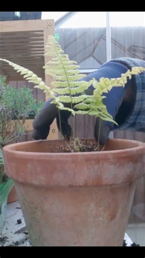 ASMR Fern Propagation #asmrgardening #slowcontent #gardening #fern