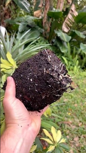 🌱 My Schefflera Cuttings Rooted! Free Plant Update!
