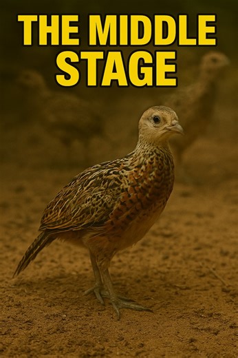 58K views · 850 reactions | Here’s a look at our middle batch of pheasants. They’re not fully colored out yet, but you can see everything starting to come in! Feathers and tails showing more each day. | Pete’s Pheasant Farm | Facebook