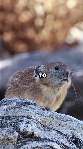 Meet the real life Pikachu