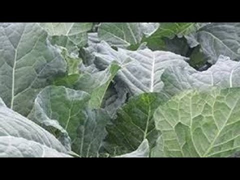 Sukuma wiki farming in Kenya