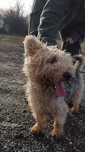Bogyó a yorki mix vérhörcsög - Szilvi önkéntessel 🙂 A kutyusok minden héten alig várják a sétát... a múlt héten sajnos kimaradt, de most szombaton bepótolták! #Timi Akit érdekel a kutyaséta, mint családi program, azt szeretettel várjuk január 20-án! A séta 11-kor kezdődik, de a gyülekező (kutyusok kiosztása) 10.50-kor kezdődik! A gyerekek csak felnőtt kísérővel sétáltathatnak 😍🥰😍🥰😍 1% HEROSZ Fehérvári Állatotthon Alapítvány 19212498-1-07 Szépen kérünk, osszátok a posztjainkat❤️🙏 mert Álla
