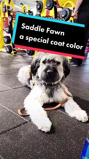 Bouvier Puppies' Obedience Training in Pennsylvania