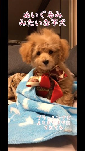 【トイプードル】 🐶子犬のブラッシング🐶#トイプードル#子犬#かわいい