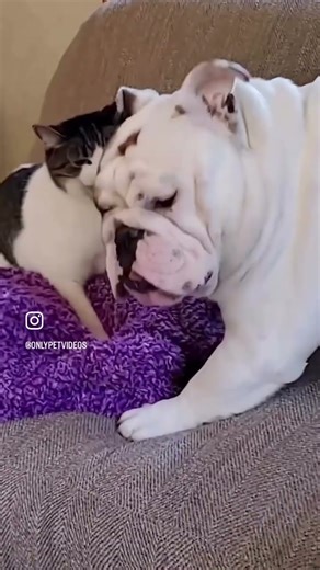 Hilarious reactions Magic vs Dogs 🪄🧙‍♂️vs 🐕🐶 (Part 45