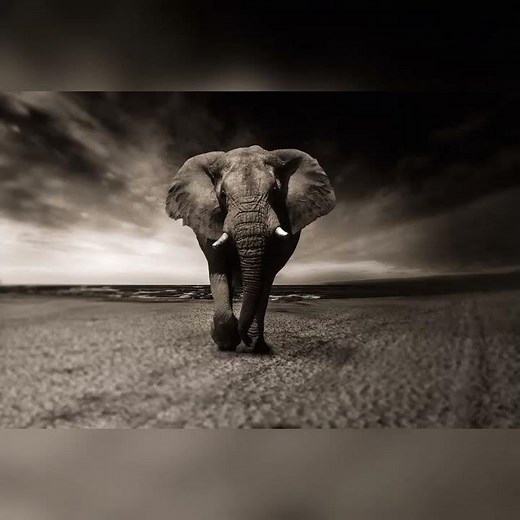 elephant sound effect