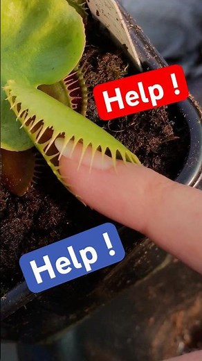 VFT traps DIONAEA carnivorous plants 🌱