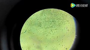 实验中细菌的运动